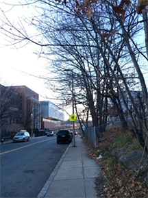 Figure 6-3, Overgrown Vegetation on Geneva Avenue: Figure 6-3 presents a picture taken by MPO staff of overgrown vegetation narrowing the pedestrian zone along the sidewalk on Geneva Avenue.